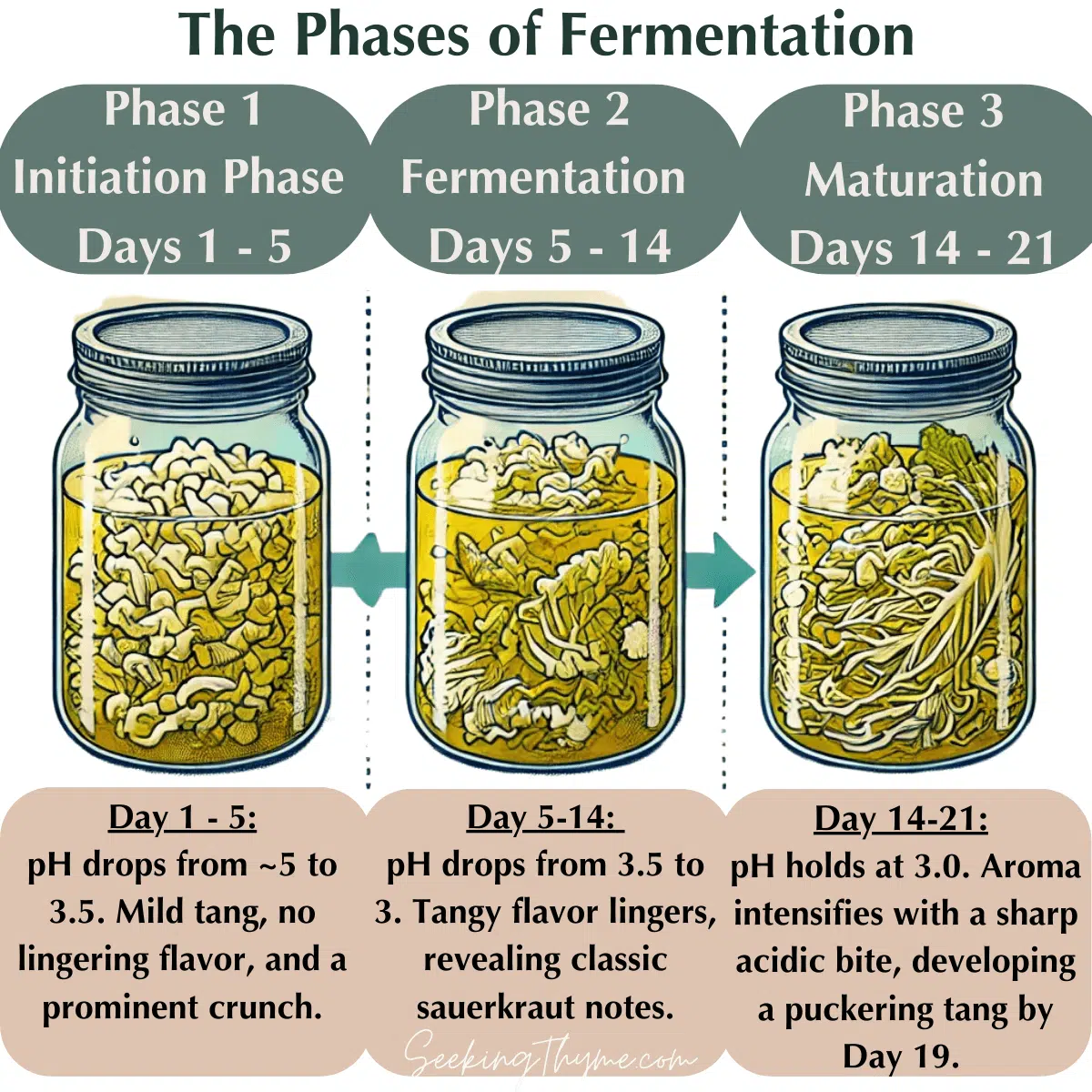 Fermentation Process For Kids Two Stage Fermentation Process For